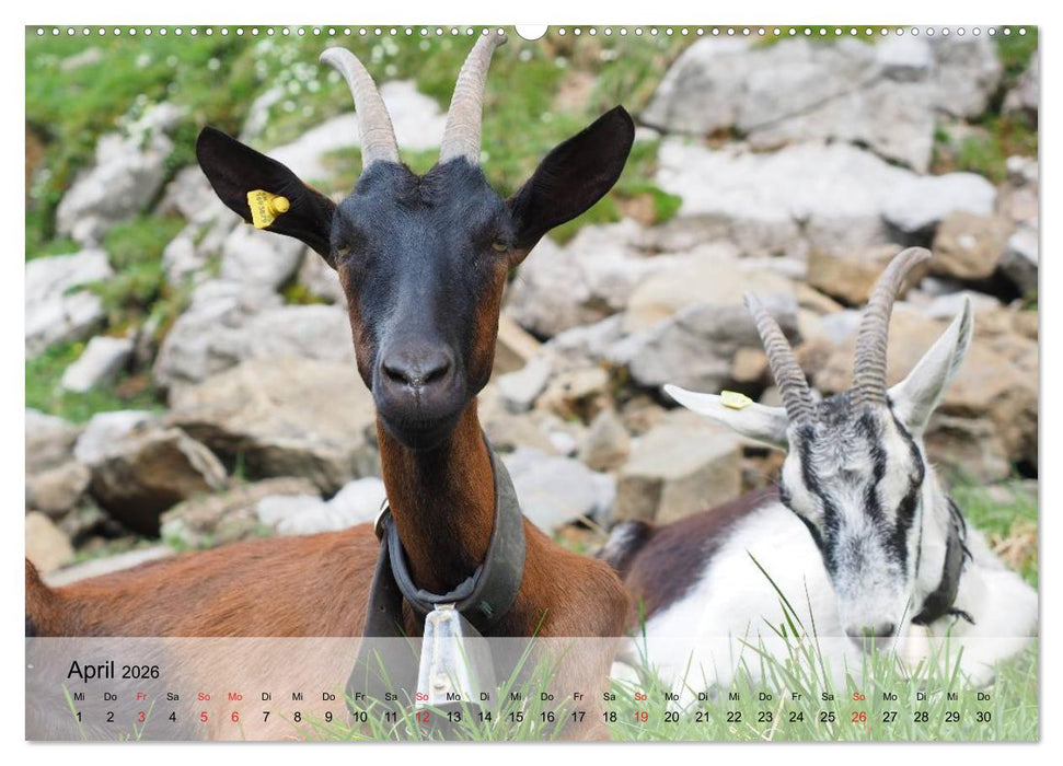 Ziegen. Kluge Freigeister (CALVENDO Premium Wandkalender 2026)