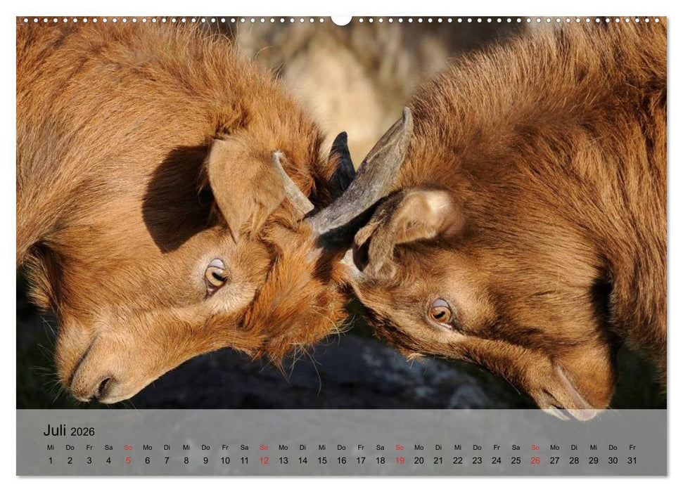 Ziegen. Kluge Freigeister (CALVENDO Premium Wandkalender 2026)