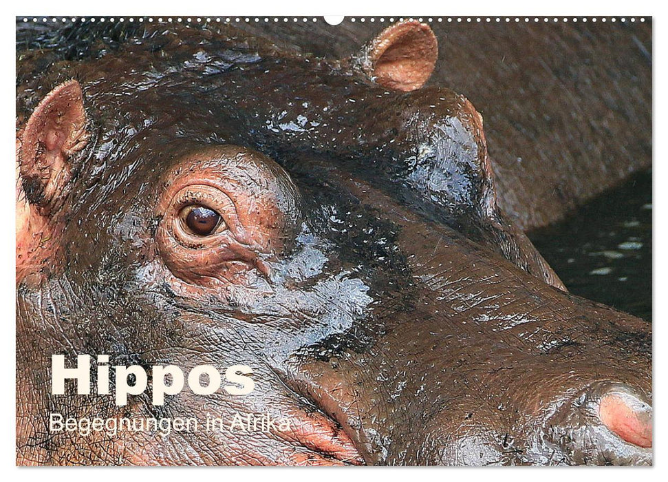 Hippos - Begegnungen in Afrika (CALVENDO Wandkalender 2026)