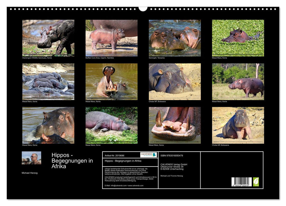 Hippos - Begegnungen in Afrika (CALVENDO Wandkalender 2026)