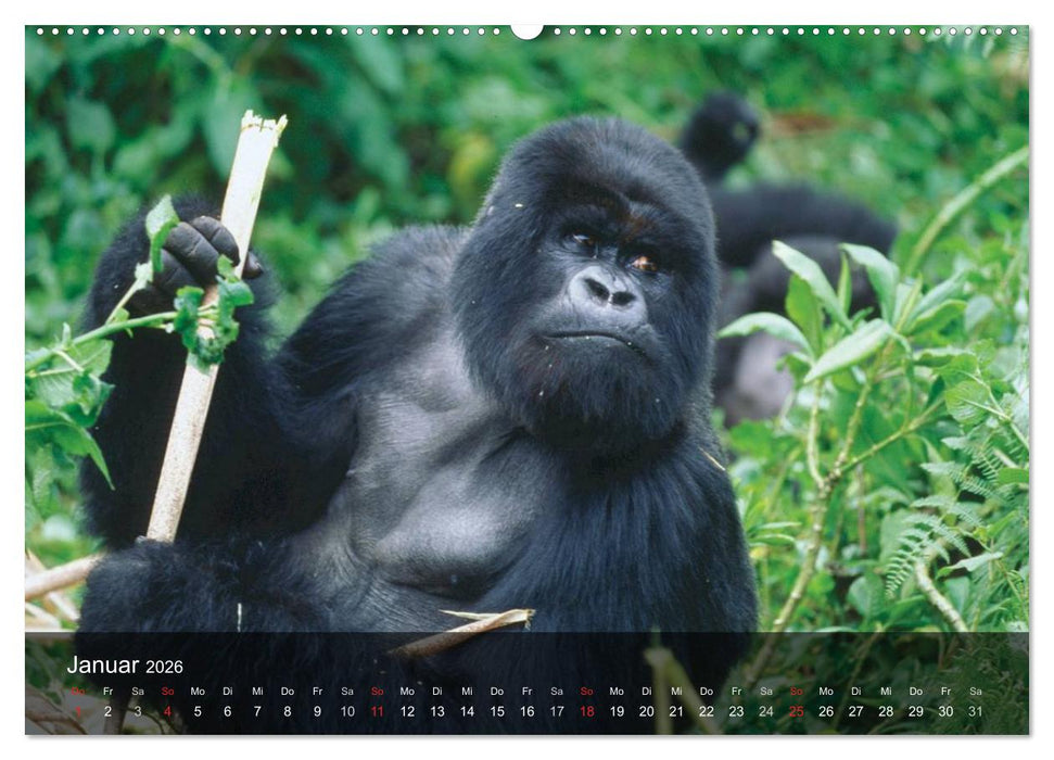 Gorillas. Friedliebende Kraftpakete (CALVENDO Premium Wandkalender 2026)