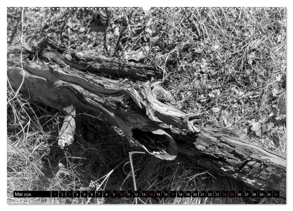 Die Magie der Stille (CALVENDO Premium Wandkalender 2026)