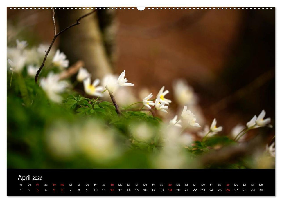 Mysterium Wald (CALVENDO Wandkalender 2026)