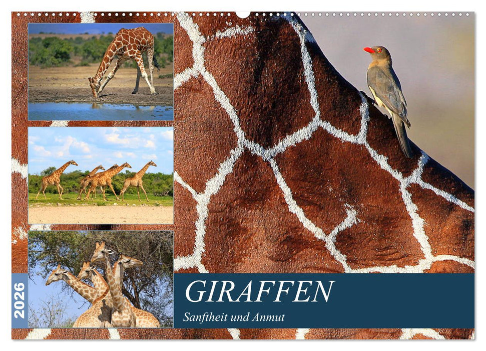 Giraffen - Sanftheit und Anmut (CALVENDO Wandkalender 2026)