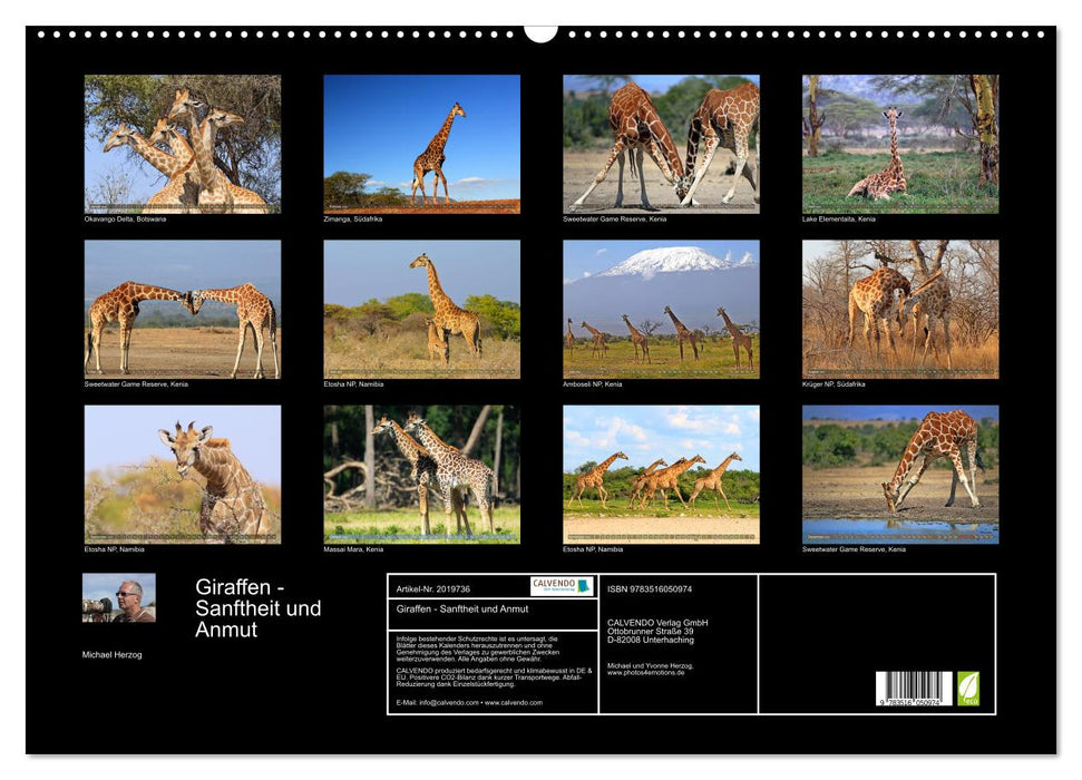 Giraffen - Sanftheit und Anmut (CALVENDO Wandkalender 2026)