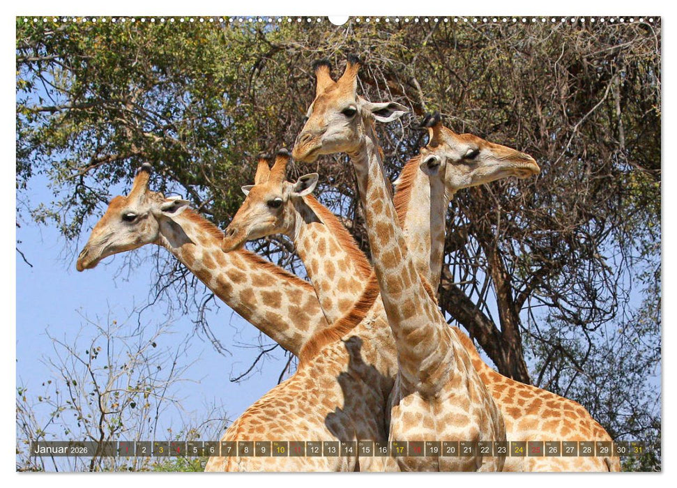 Giraffen - Sanftheit und Anmut (CALVENDO Wandkalender 2026)