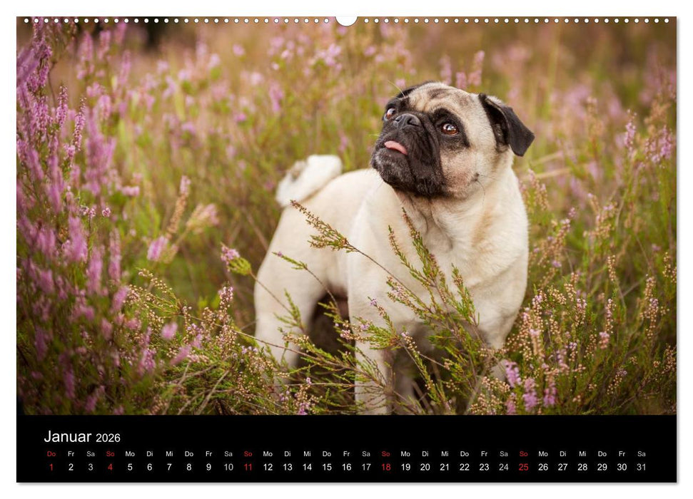 Berliner Möpse (CALVENDO Wandkalender 2026)