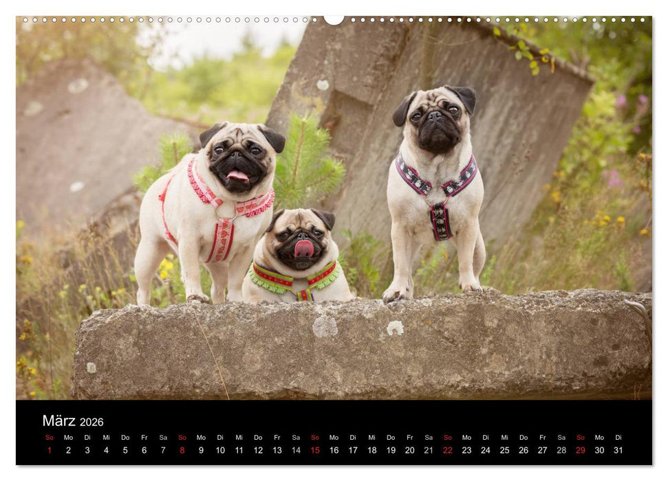 Berliner Möpse (CALVENDO Wandkalender 2026)