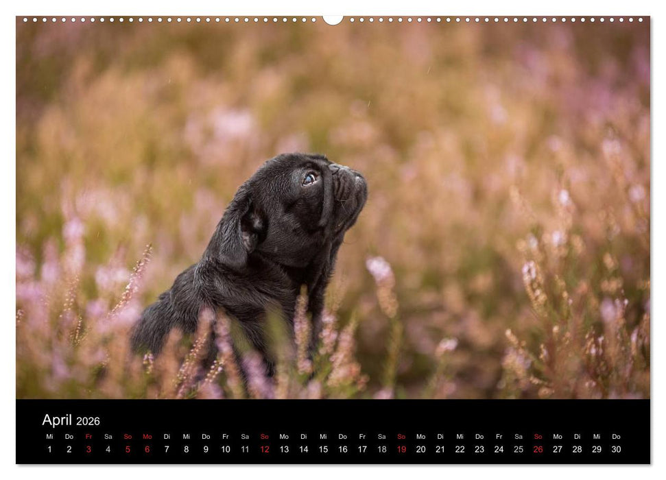 Berliner Möpse (CALVENDO Wandkalender 2026)