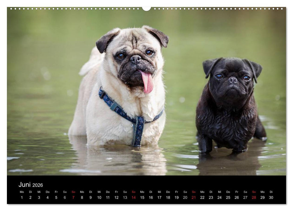 Berliner Möpse (CALVENDO Wandkalender 2026)