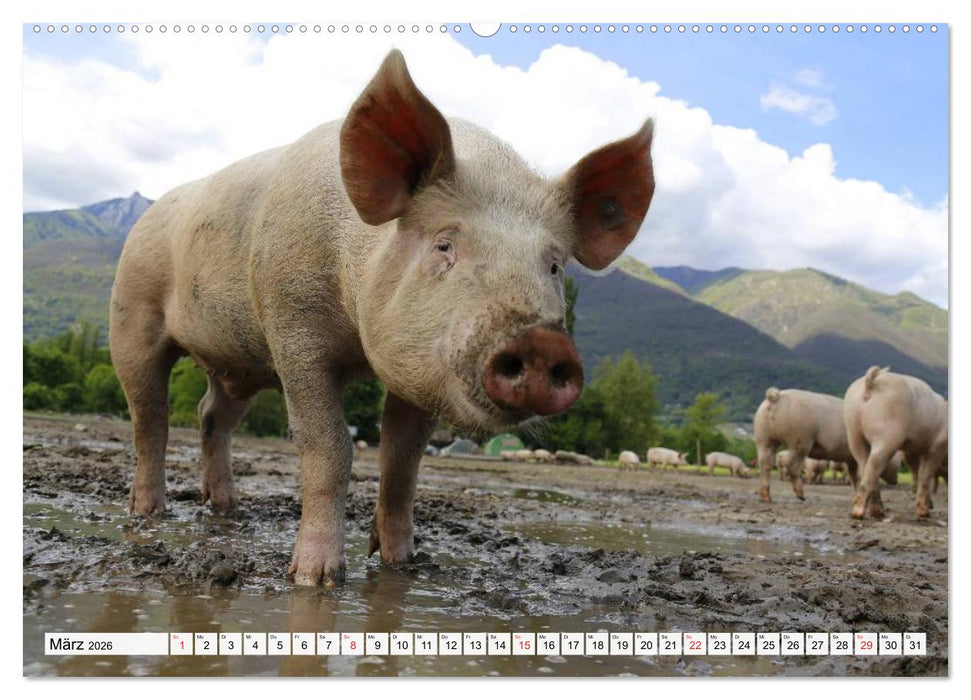 Von Säuen die Schwein haben! (CALVENDO Premium Wandkalender 2026)