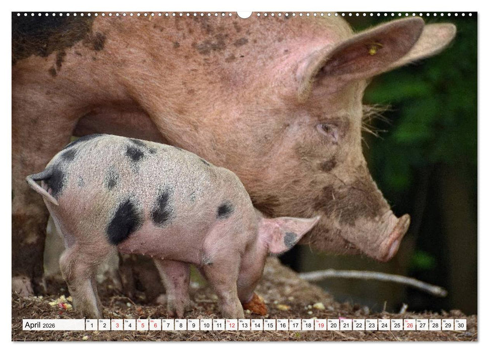 Von Säuen die Schwein haben! (CALVENDO Premium Wandkalender 2026)