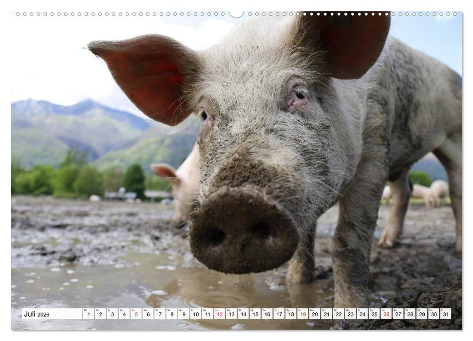 Von Säuen die Schwein haben! (CALVENDO Premium Wandkalender 2026)