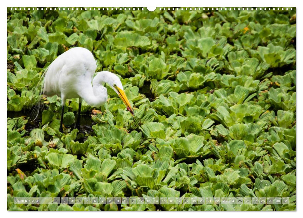 Florida. Sonne und Meer (CALVENDO Premium Wandkalender 2026)