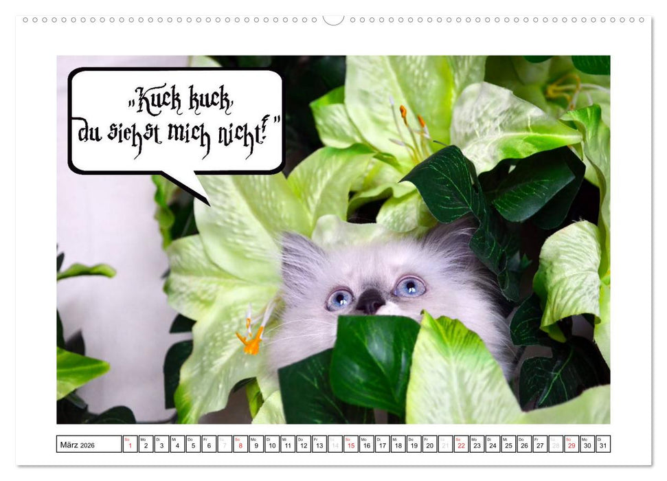 Lustiger Katzenkalender (CALVENDO Premium Wandkalender 2026)