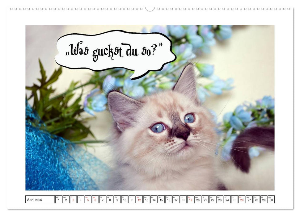 Lustiger Katzenkalender (CALVENDO Premium Wandkalender 2026)