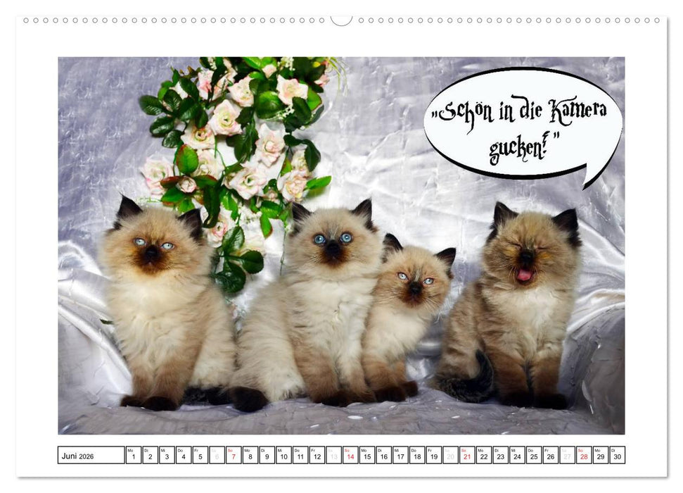 Lustiger Katzenkalender (CALVENDO Premium Wandkalender 2026)