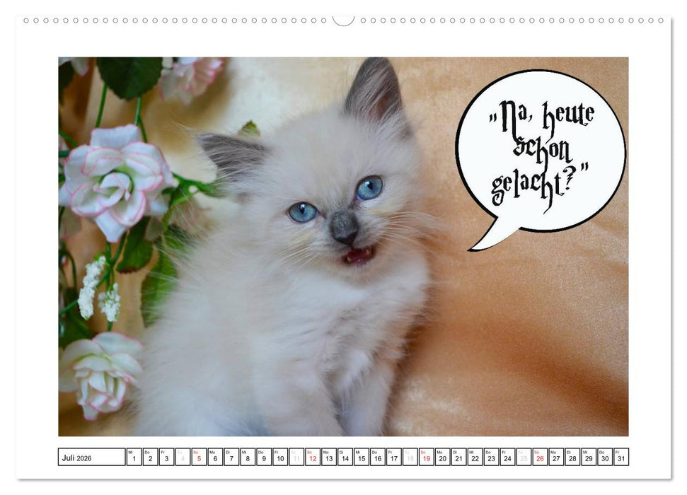 Lustiger Katzenkalender (CALVENDO Premium Wandkalender 2026)