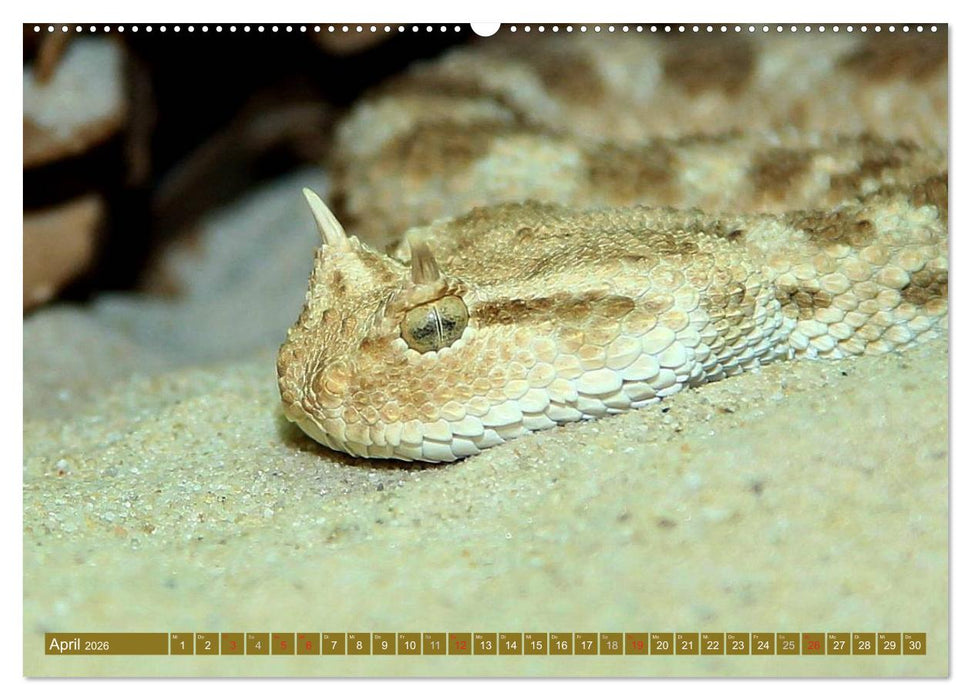 Gefährliche Schlangen (CALVENDO Wandkalender 2026)