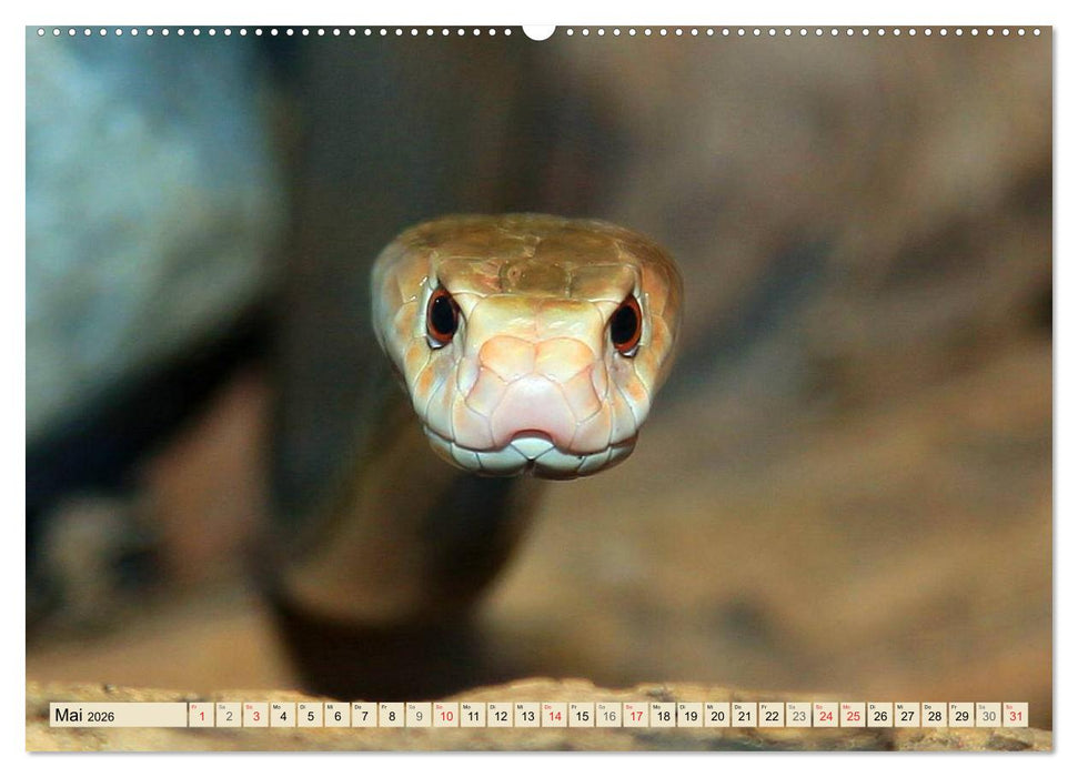 Gefährliche Schlangen (CALVENDO Wandkalender 2026)