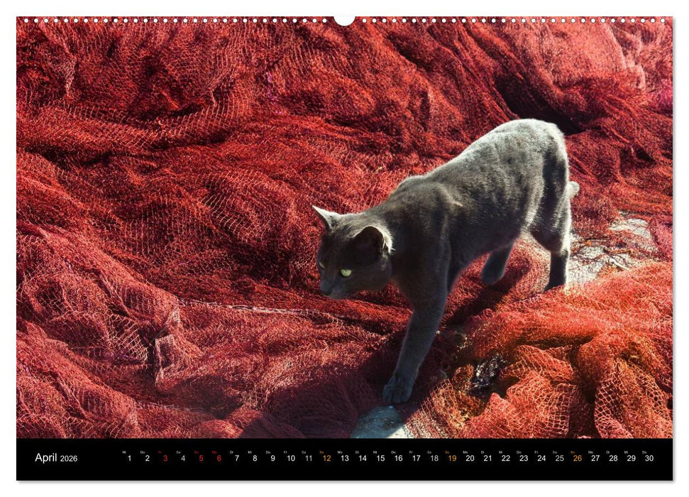 Sehnsucht Hiddensee 2026 (CALVENDO Premium Wandkalender 2026)