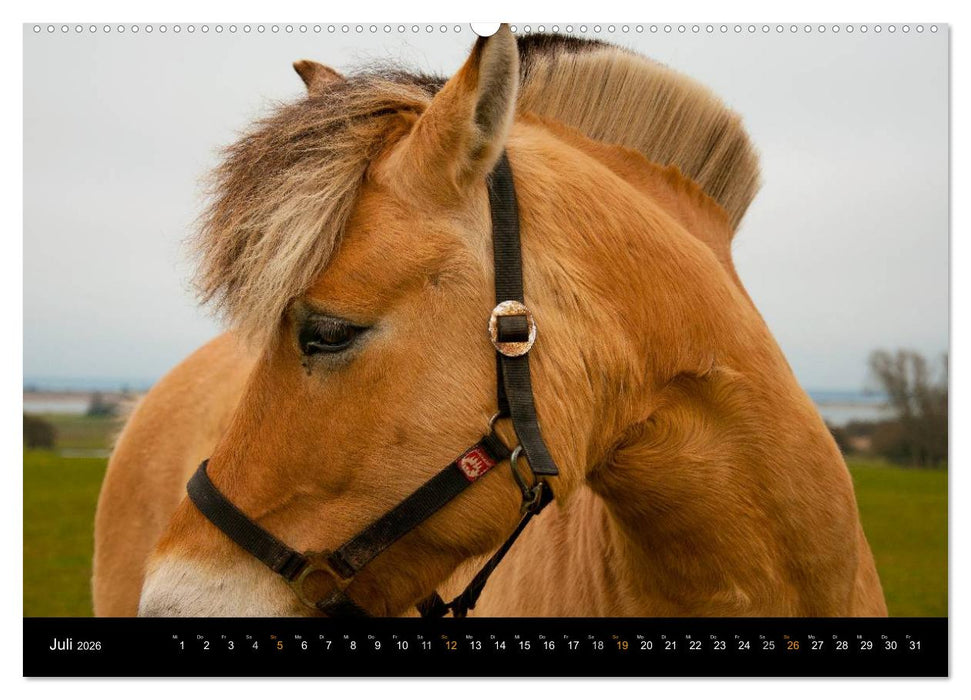 Sehnsucht Hiddensee 2026 (CALVENDO Premium Wandkalender 2026)