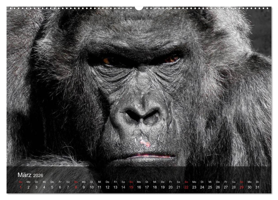 Gorillas. Friedliebende Kraftpakete (CALVENDO Wandkalender 2026)