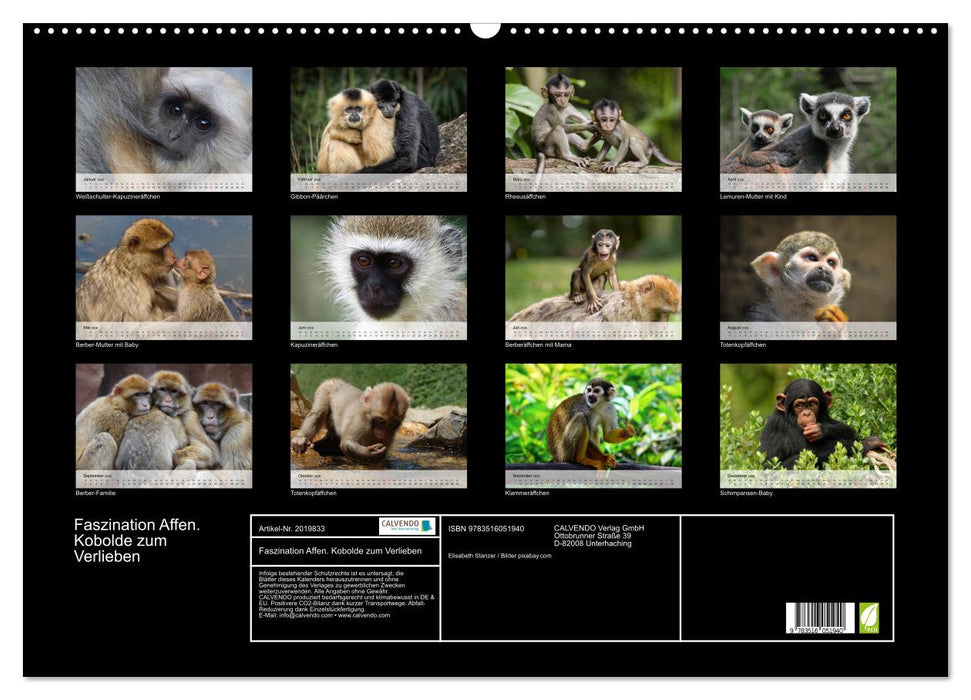 Faszination Affen. Kobolde zum Verlieben (CALVENDO Wandkalender 2026)