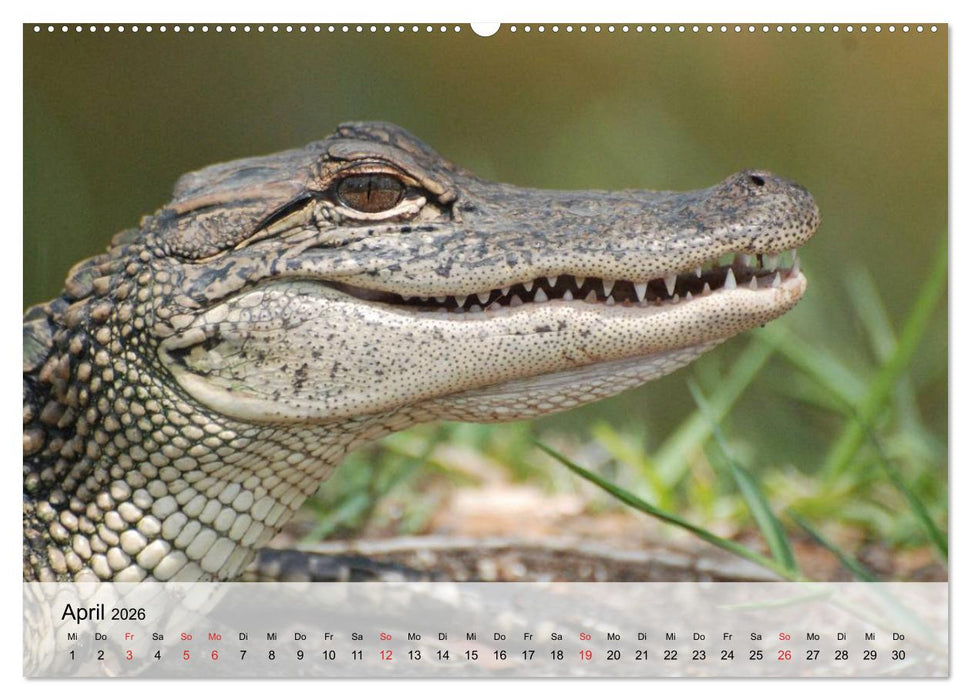 Große Echsen. Krokodile und Alligatoren (CALVENDO Wandkalender 2026)