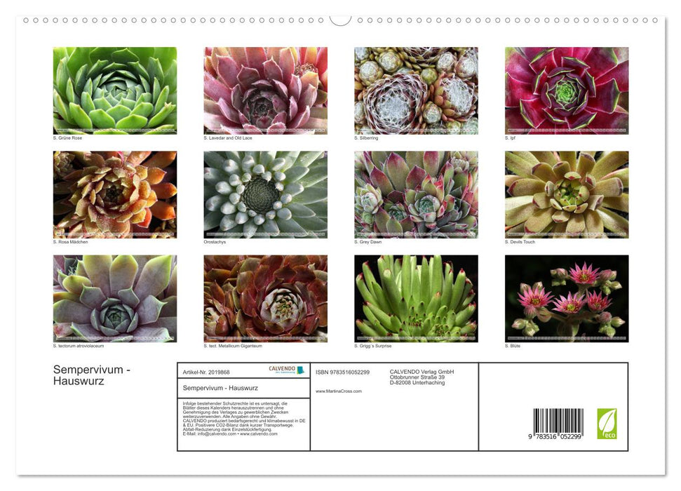 Sempervivum - Hauswurz (CALVENDO Premium Wandkalender 2026)