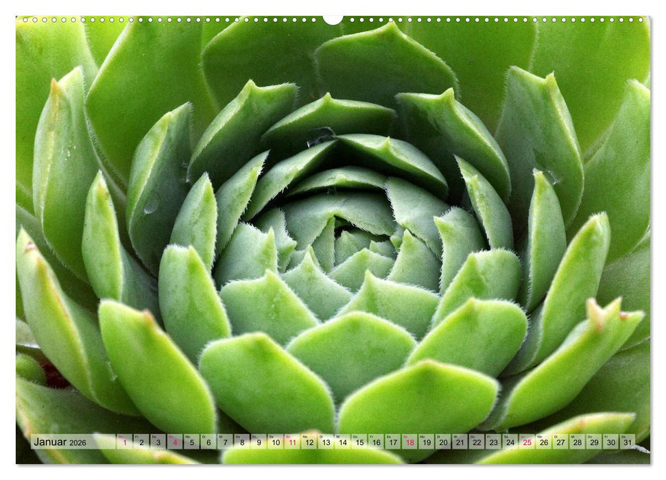 Sempervivum - Hauswurz (CALVENDO Premium Wandkalender 2026)