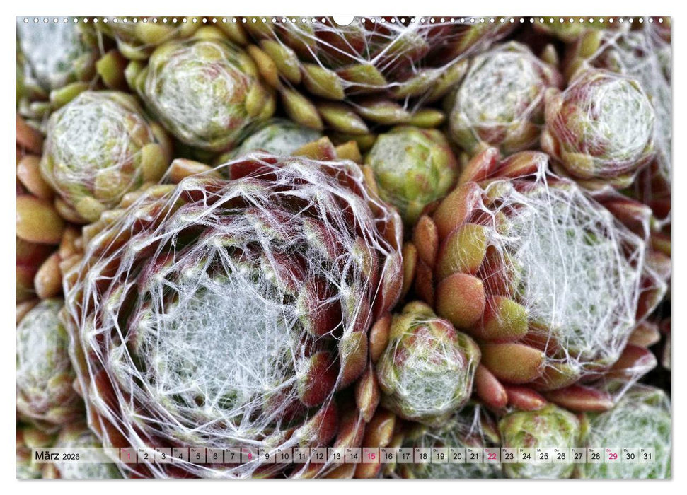 Sempervivum - Hauswurz (CALVENDO Premium Wandkalender 2026)