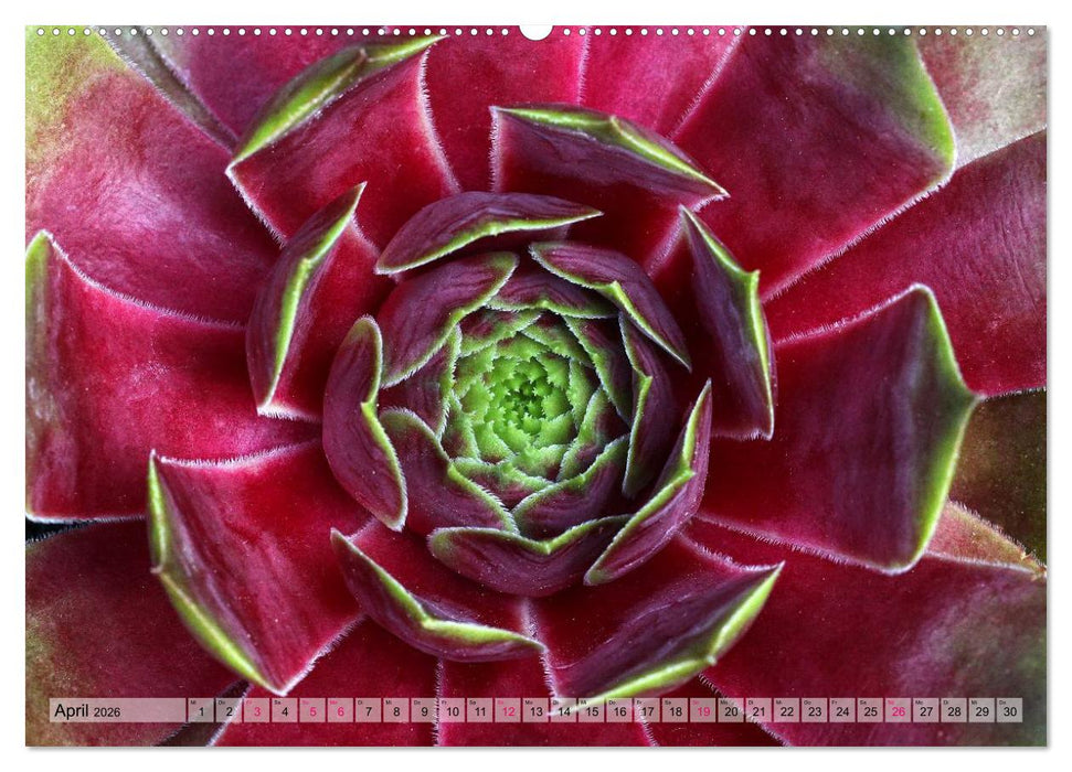 Sempervivum - Hauswurz (CALVENDO Premium Wandkalender 2026)