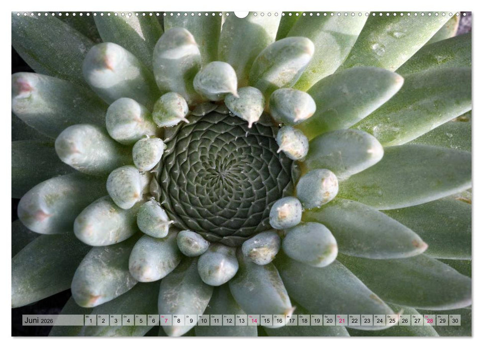 Sempervivum - Hauswurz (CALVENDO Premium Wandkalender 2026)