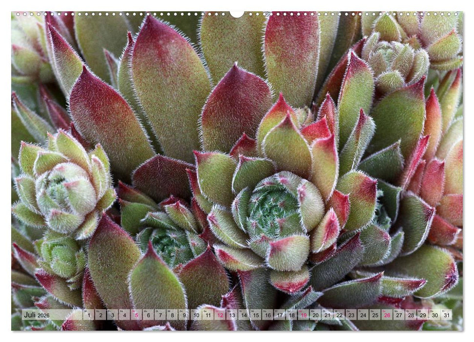 Sempervivum - Hauswurz (CALVENDO Premium Wandkalender 2026)