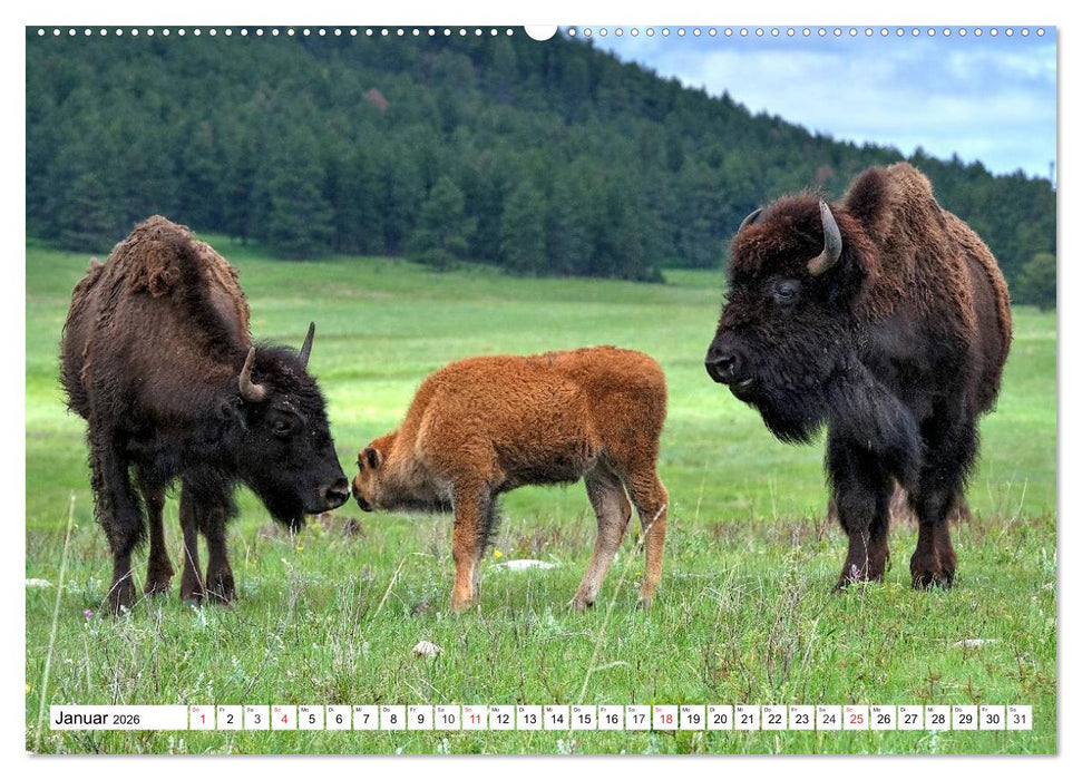 TATONKA Der nordamerikanische Bison (CALVENDO Premium Wandkalender 2026)