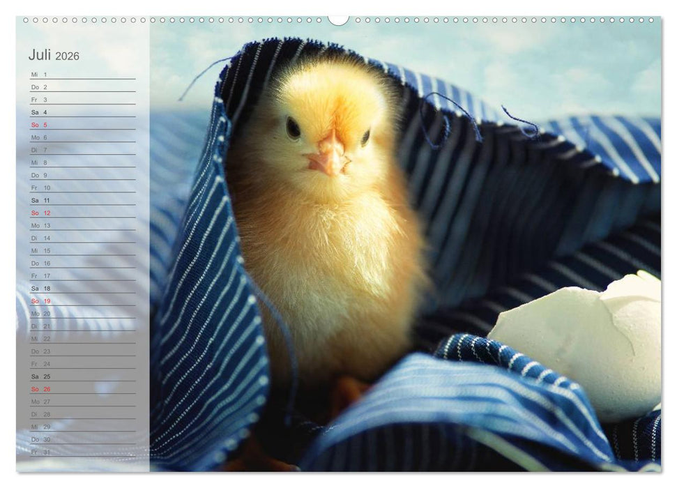 Küken in der Kinderstube Terminplaner (CALVENDO Premium Wandkalender 2026)