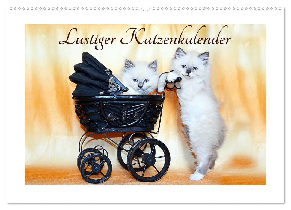 Lustiger Katzenkalender (CALVENDO Wandkalender 2026)