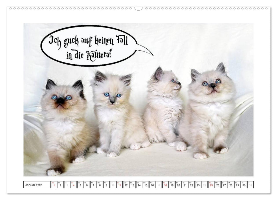 Lustiger Katzenkalender (CALVENDO Wandkalender 2026)