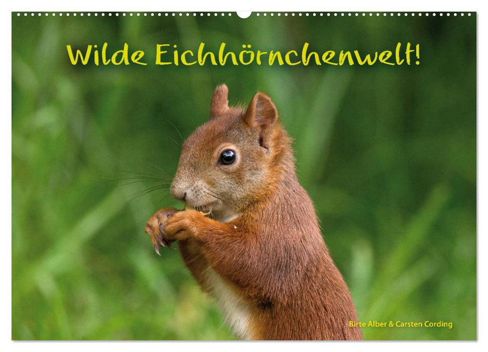 Wilde Eichhörnchenwelt! (CALVENDO Wandkalender 2026)