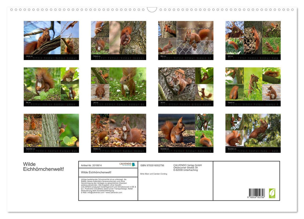 Wilde Eichhörnchenwelt! (CALVENDO Wandkalender 2026)