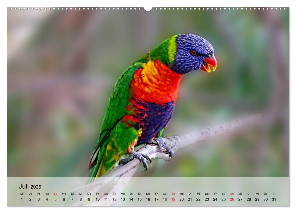 Regenbogen Papageien (CALVENDO Premium Wandkalender 2026)