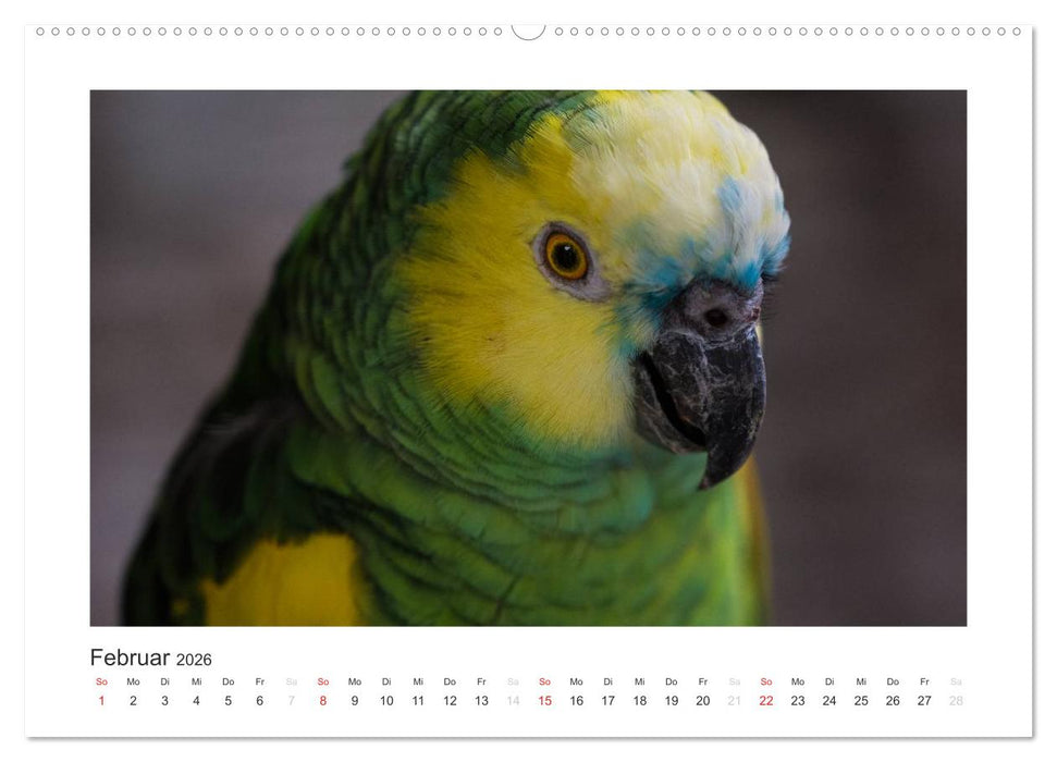 Kunterbunte Papageien und Sittiche (CALVENDO Premium Wandkalender 2026)