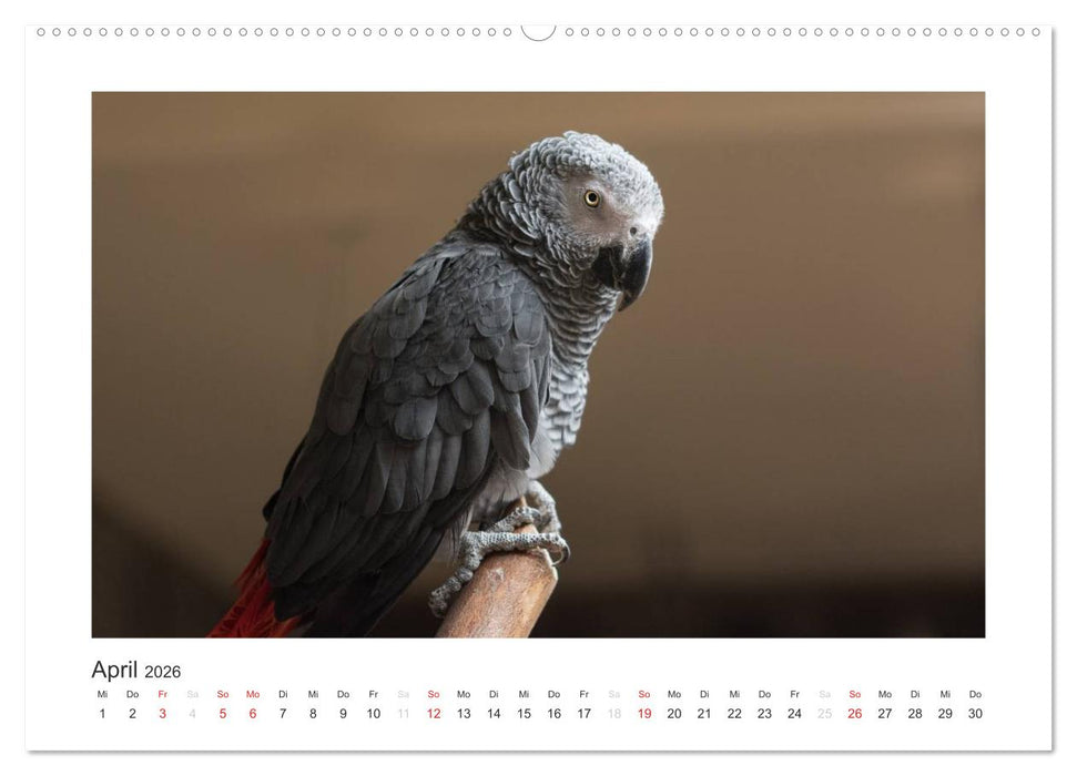 Kunterbunte Papageien und Sittiche (CALVENDO Premium Wandkalender 2026)