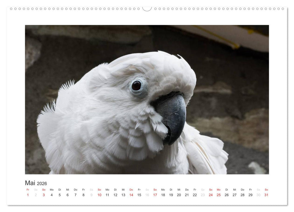 Kunterbunte Papageien und Sittiche (CALVENDO Premium Wandkalender 2026)