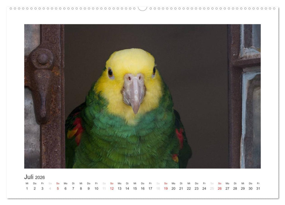 Kunterbunte Papageien und Sittiche (CALVENDO Premium Wandkalender 2026)