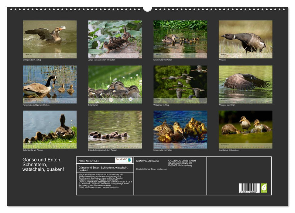 Gänse und Enten. Schnattern, watscheln, quaken! (CALVENDO Wandkalender 2026)