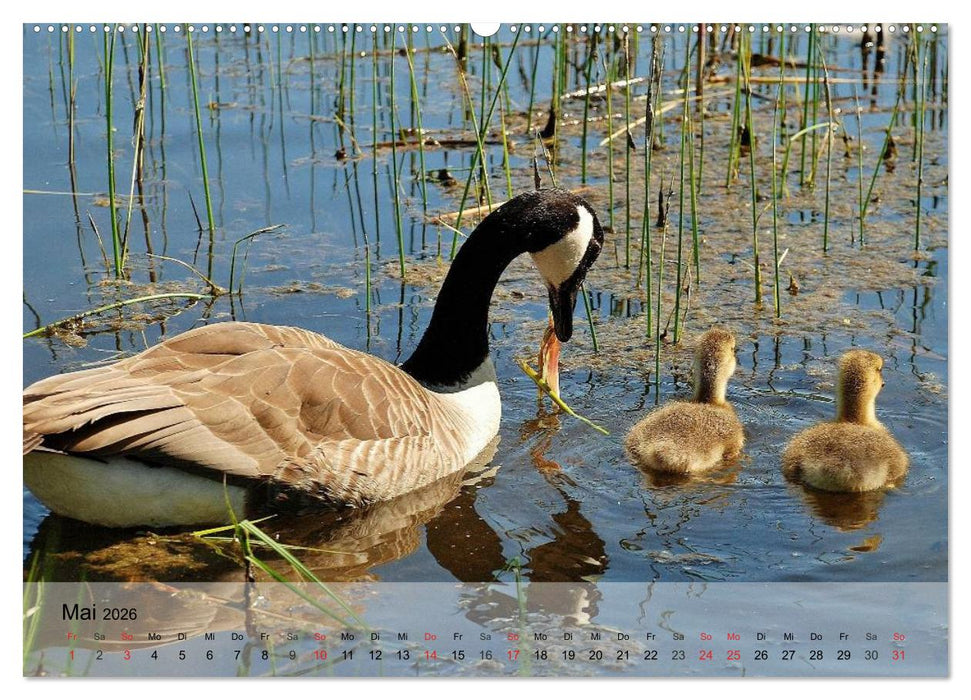 Gänse und Enten. Schnattern, watscheln, quaken! (CALVENDO Wandkalender 2026)