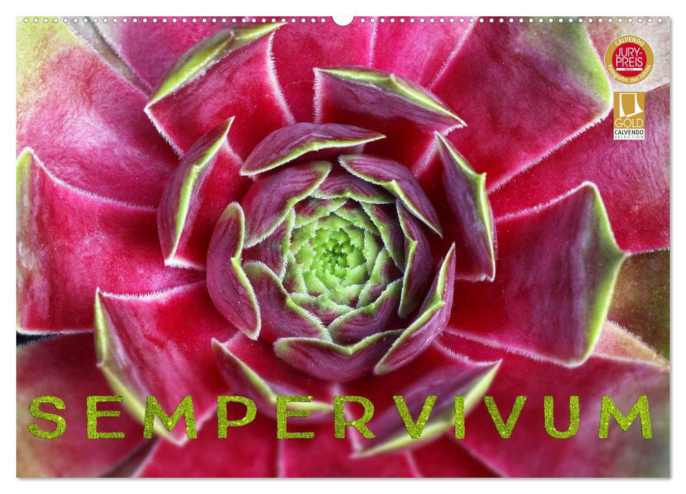 Sempervivum - Hauswurz (CALVENDO Wandkalender 2026)