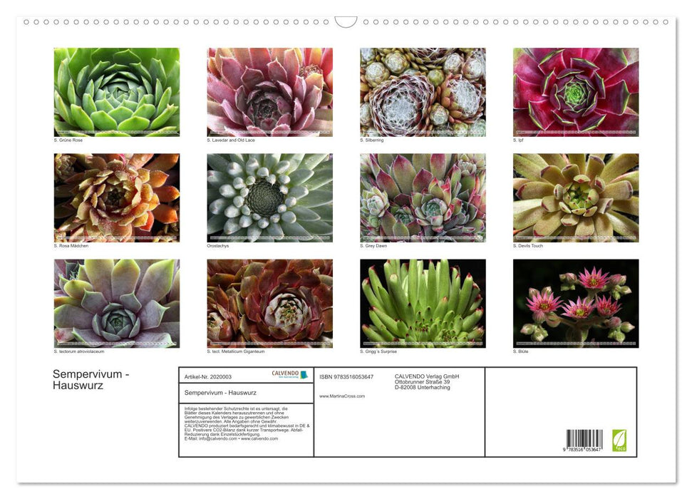 Sempervivum - Hauswurz (CALVENDO Wandkalender 2026)